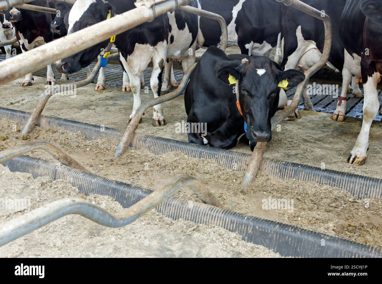Cows in modern cattle stable. Dairy cattle breeding in the Netherlands ...