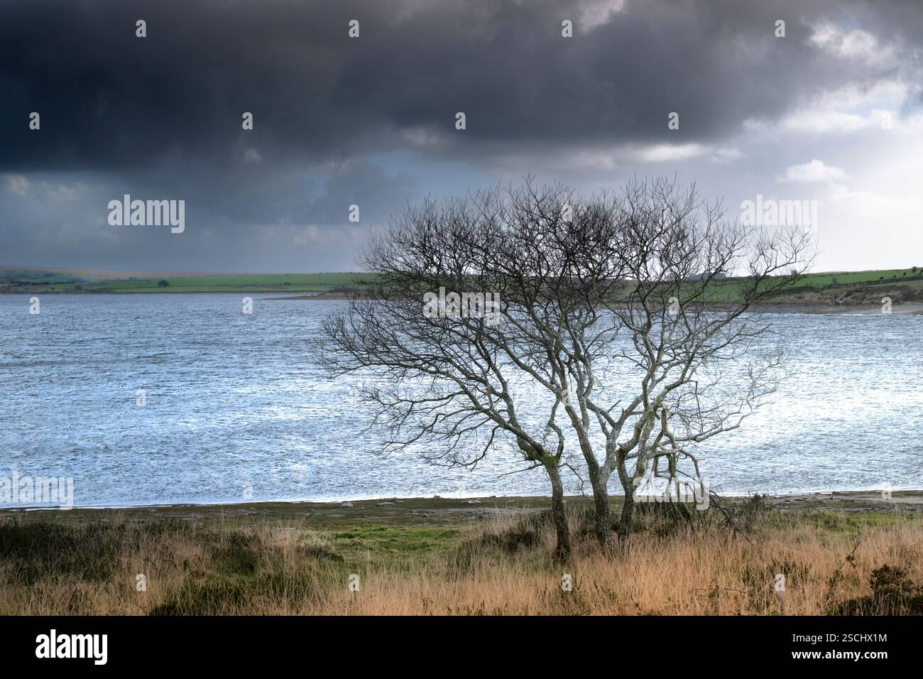 Leafless tree trees growing on the banks of Colliford Lake on Bodmin ...