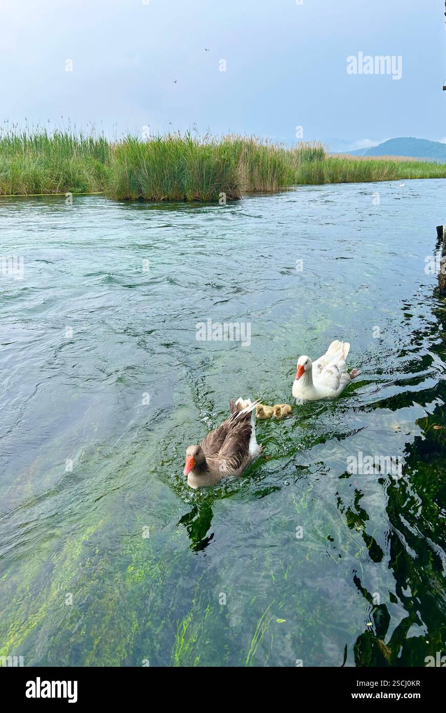 Photograph of two ducks and their ducklings swimming along the beautiful Azmak river in Türkiye - Smartphone Captured Stock Image