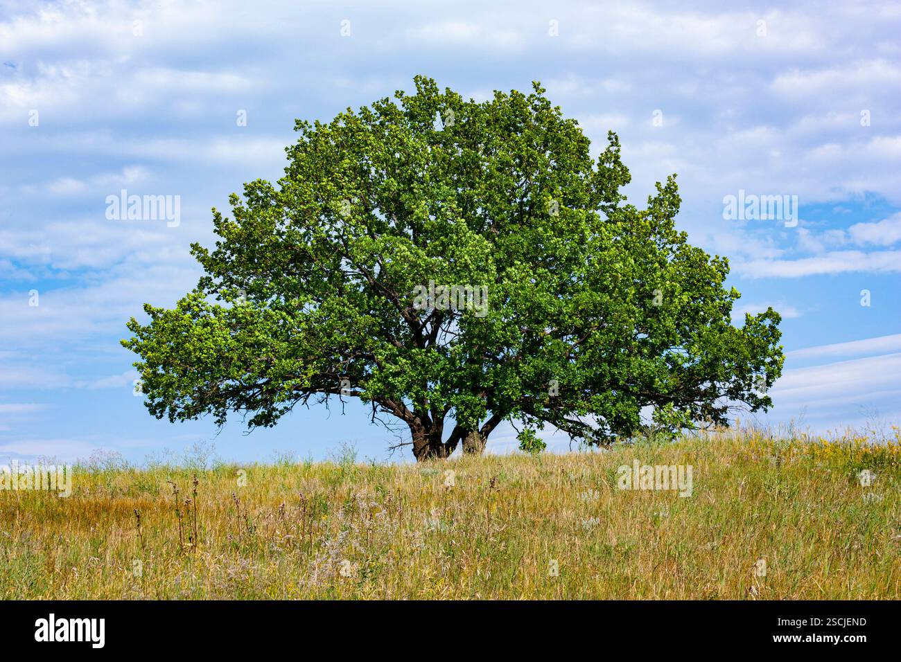 Lonely tree in large hi-res stock photography and images - Alamy