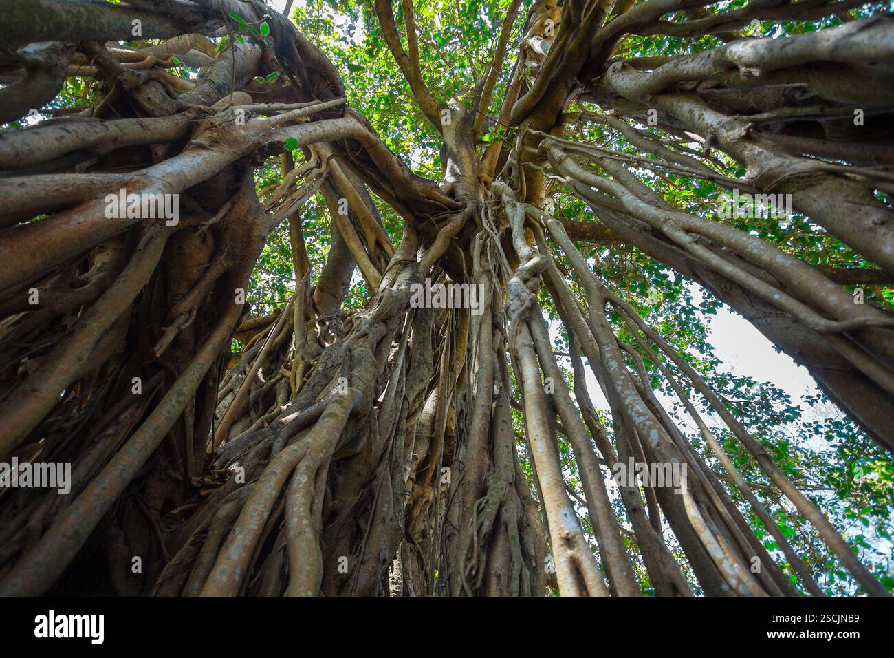 the sacred tree in the jungle. India. Goa Stock Photo - Alamy