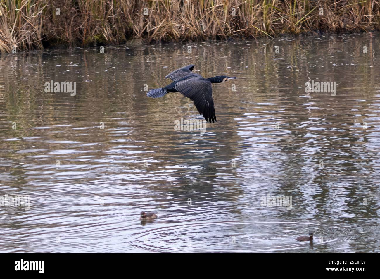 Great cormorant in flight over hi res stock photography and images Alamy Great cormorant in flight over hi res stock photography and images Alamy