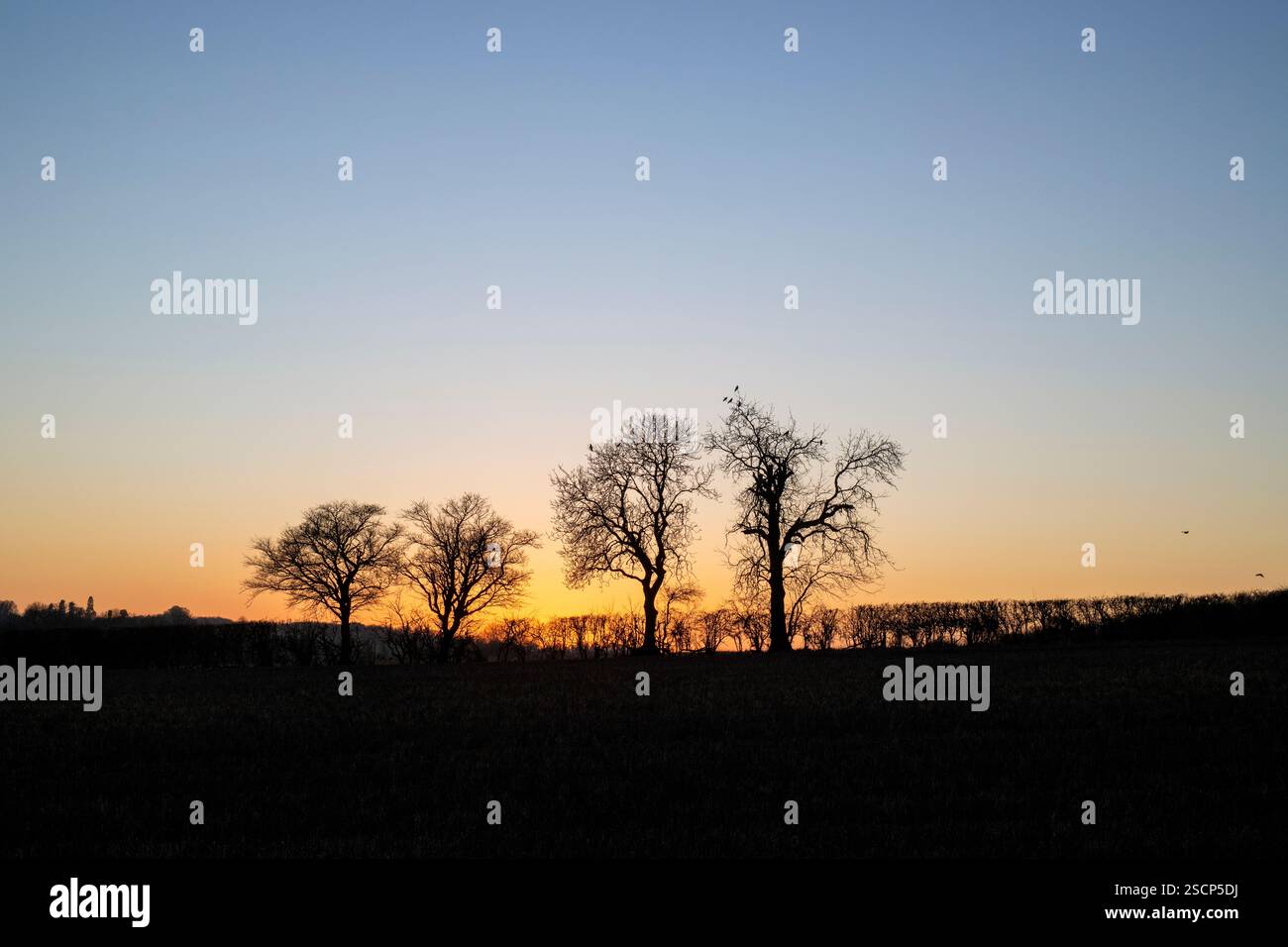 Line of winter trees in the hedgerow at dusk. Oxfordshire, England Stock Photo