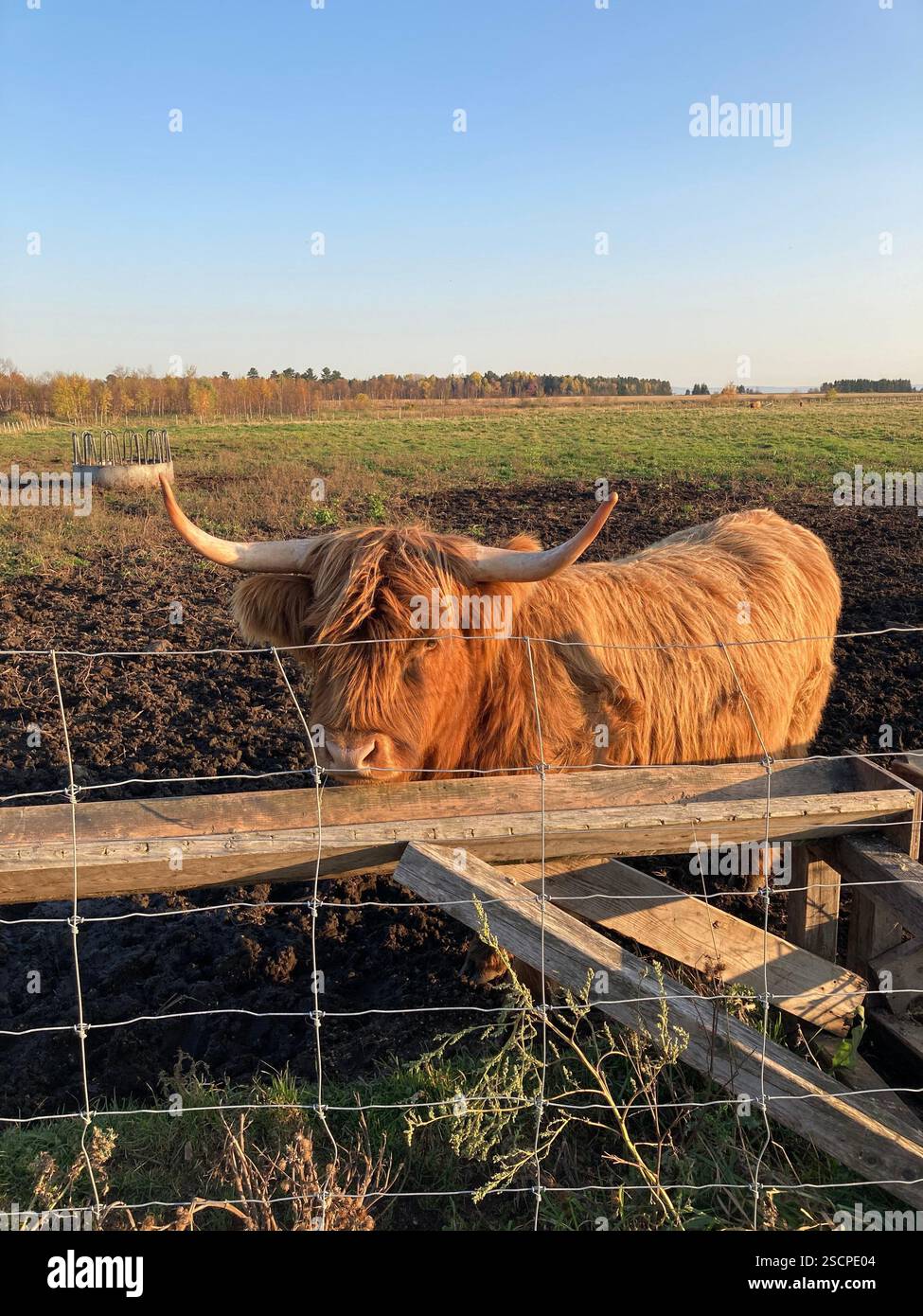 A calm moment in the countryside, where a cow grazes peacefully in the open field - Smartphone Captured Stock Image