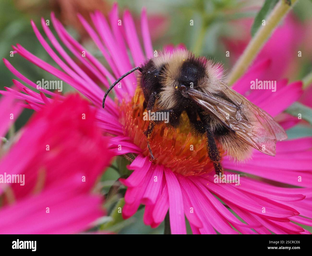 Bombus psithyrus hi-res stock photography and images - Alamy