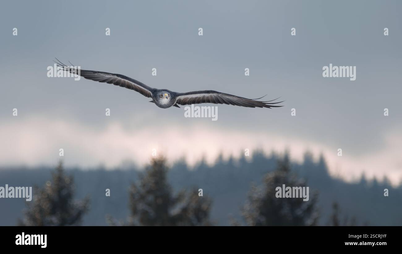 Grey backed hawk hi-res stock photography and images - Alamy