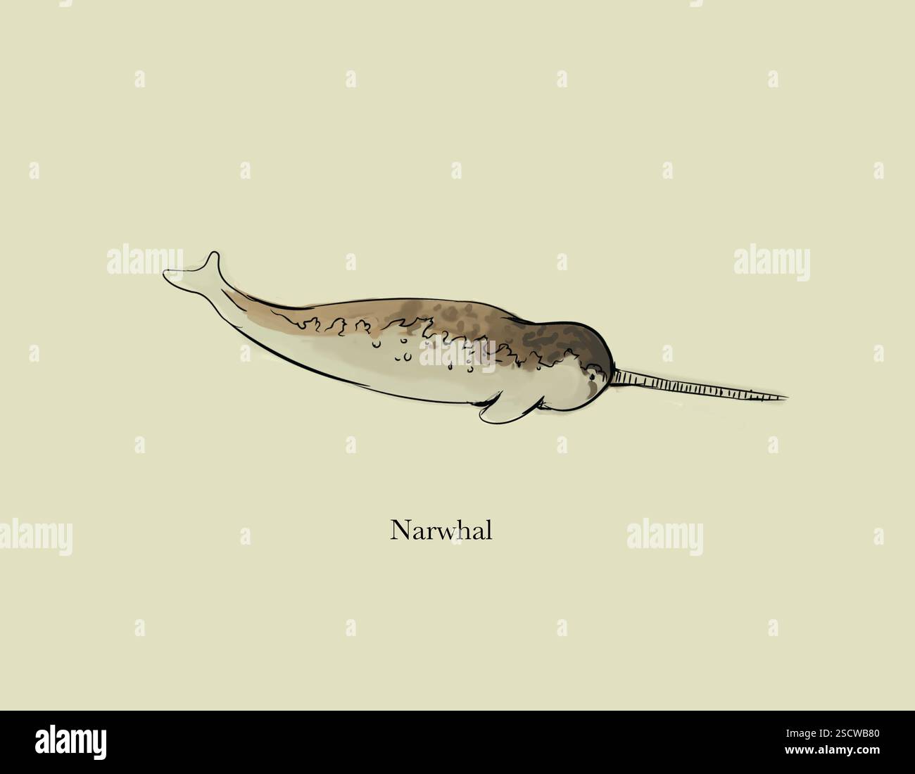 The narwhal or narwhale (Monodon monoceros), is a medium-sized toothed whale, which has a large canine tooth or 'tusk' extending from its head. It resides in Arctic waters around Greenland, Canada and Russia. The average body size for both males and females, excluding the male's tusk, ranges from 3.95 to 5.5m (13.0 to 18.0ft). Stock Photo