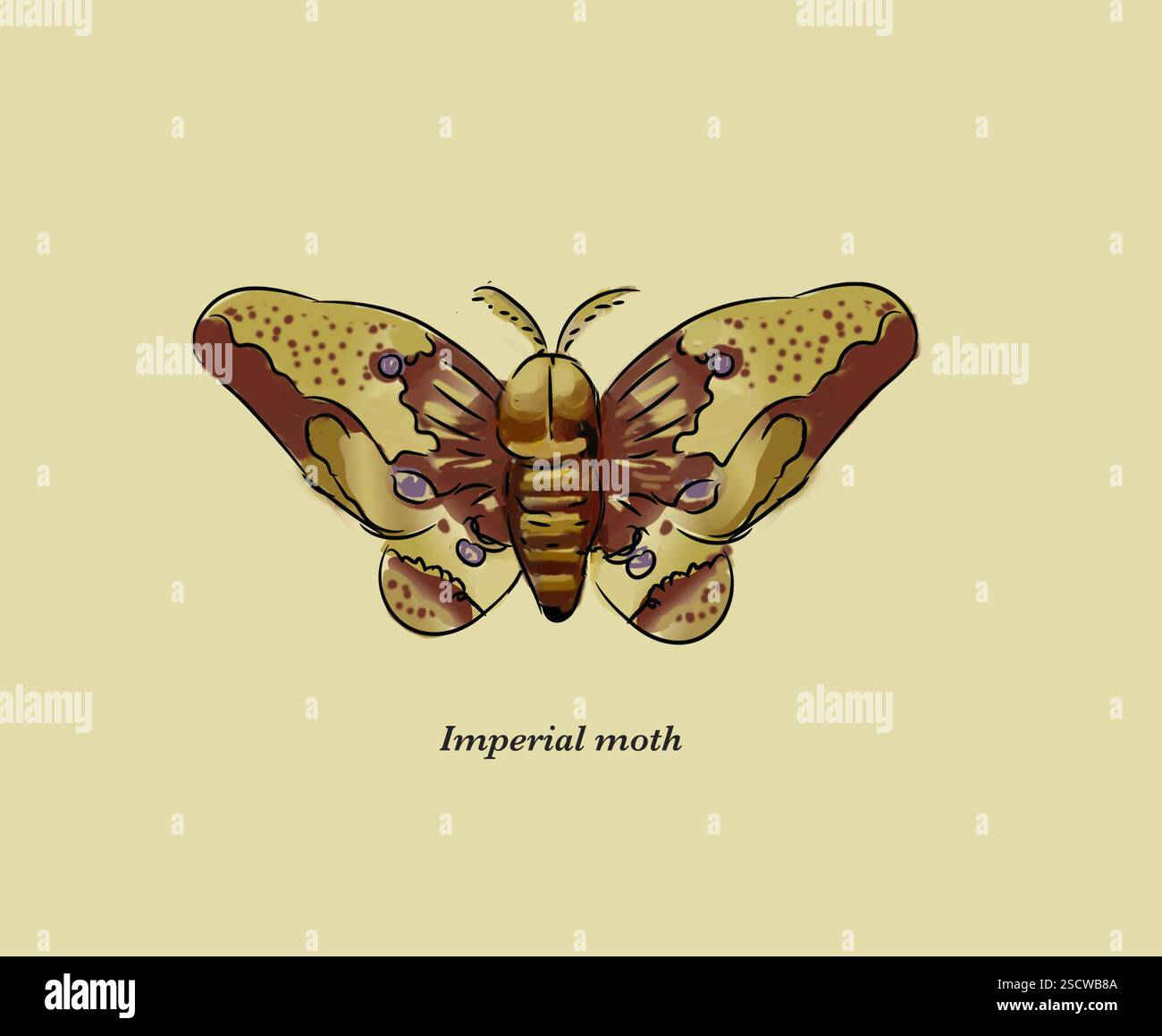 The imperial moth, Eacles imperialis imperialis is a large moth that is widely distributed from Argentina to Canada and east of the Rockies to the Atlantic coast in the United States. Adults have a wingspan between 80 and 175 mm. Stock Photo