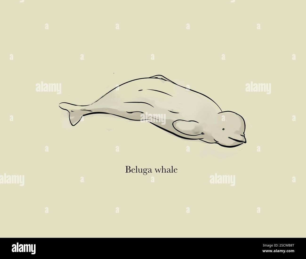 The beluga whale or Delphinapterus leucas is an Arctic and sub-Arctic cetacean. Males grow up to 5.5m (18ft) long and weigh up to 1,600kg (3,530lb). It is also known as the white whale, the sea canary, and the melonhead. Stock Photo
