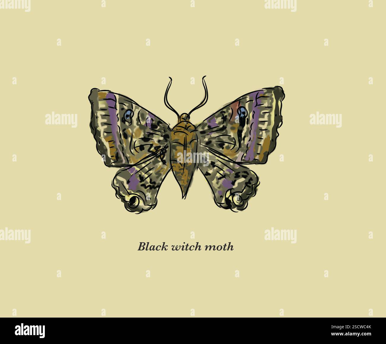 Ascalapha odorata, commonly known as the black witch, is a large ...
