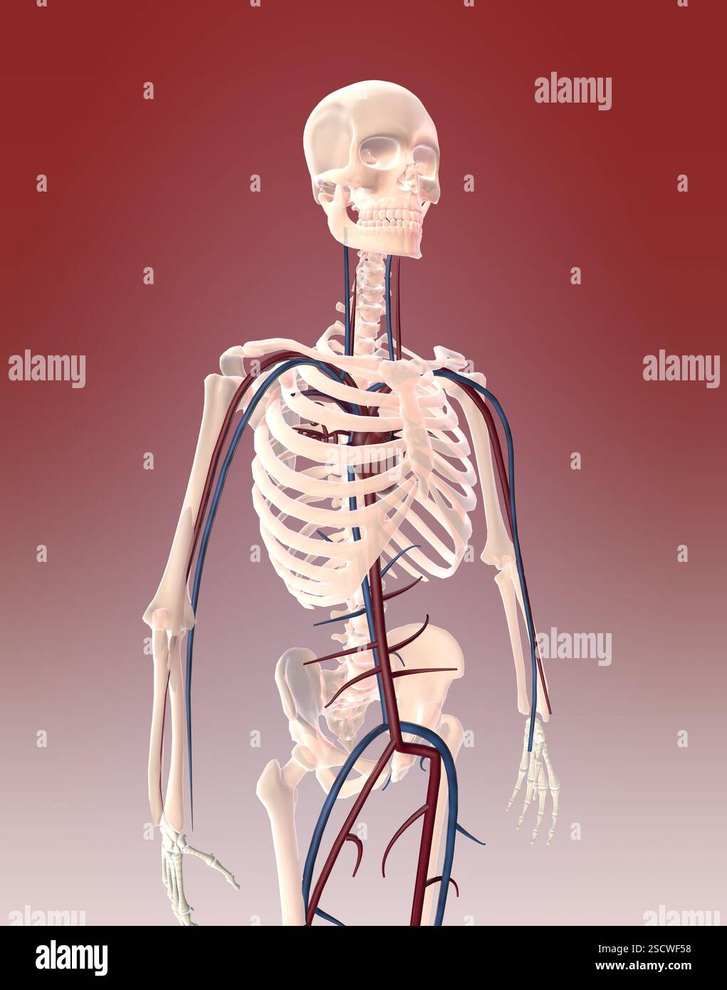 Skeleton Showing Circulatory System Stock Photo
