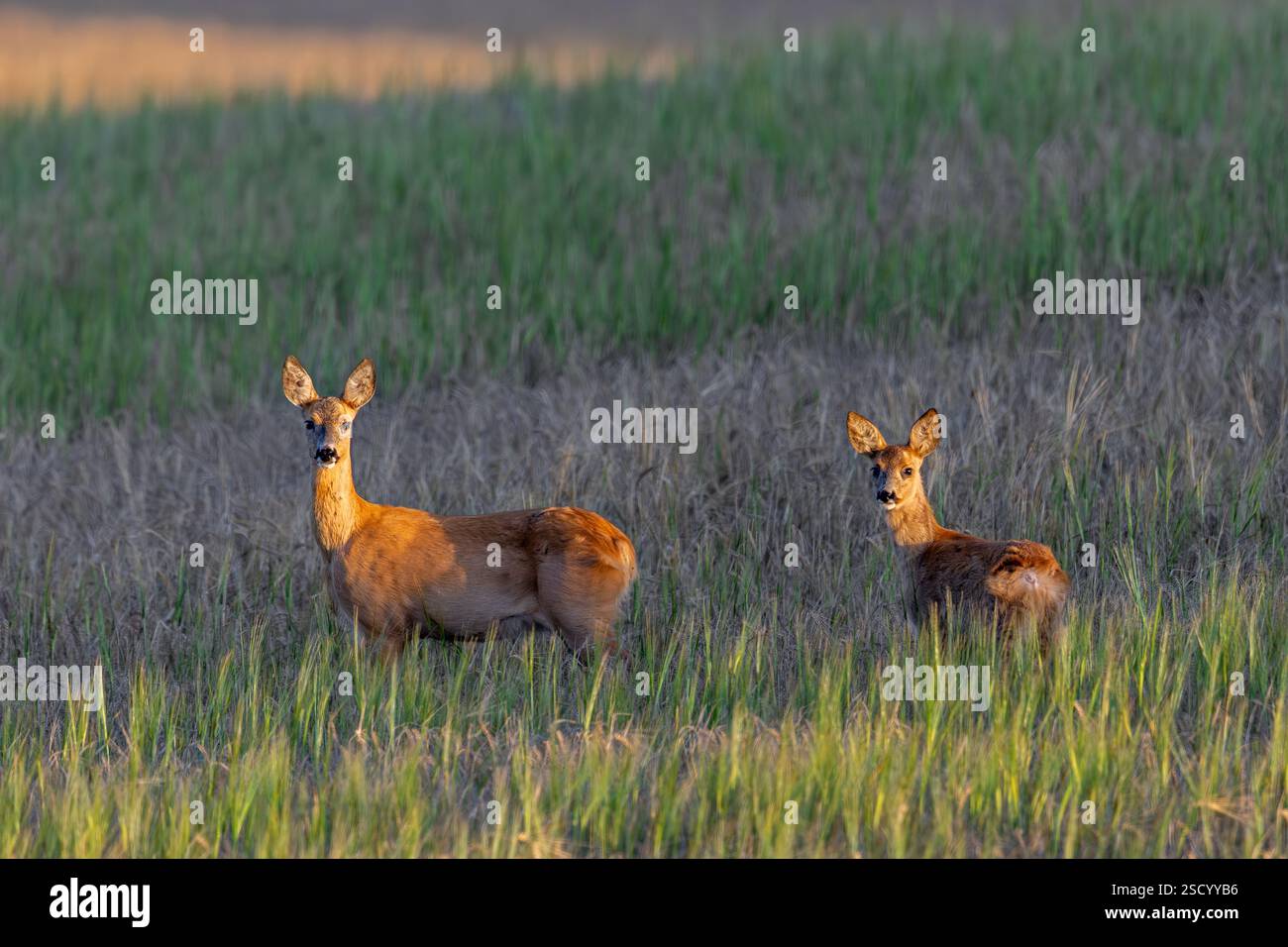 european-roe-deer-capreolus-capreolus-doe-with-fawn-foraging-in-field