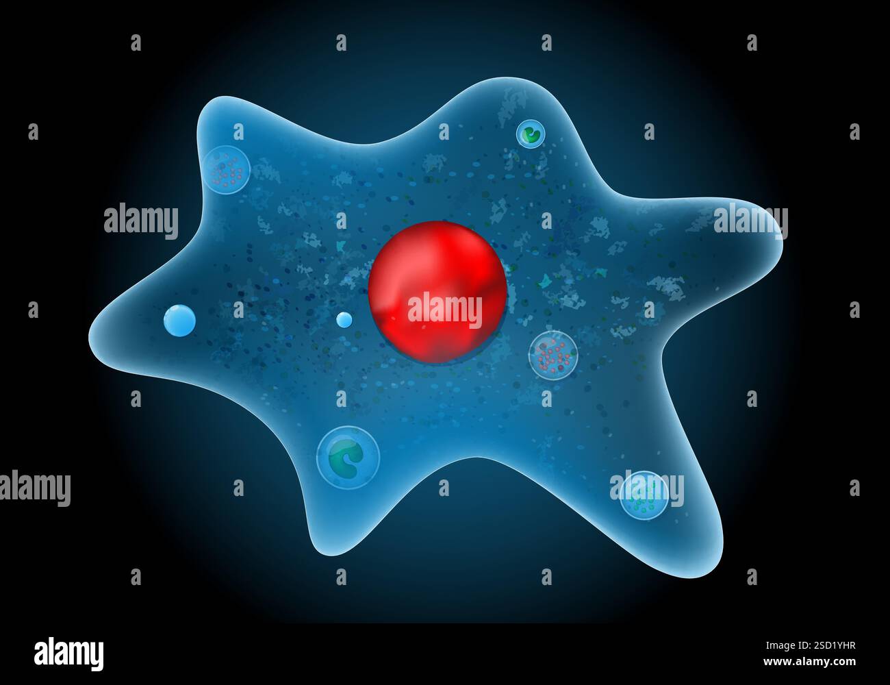 Amoeba proteus. Close-up of Unicellular organism on dark background. Protozoa anatomy. Realistic vector illustration Stock Vector
