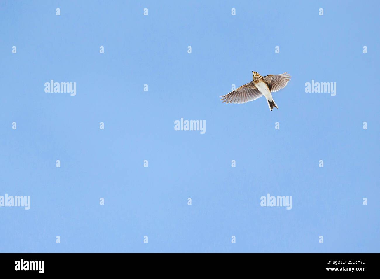 Eurasian sky lark (Alauda arvensis arvensis, Alauda arvensis), male in ...