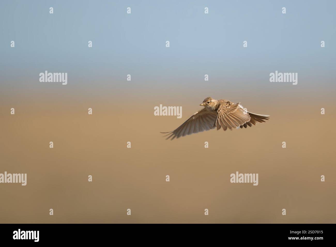 Mongolian short-toed lark (Alaudala cheleensis, Calandrella cheleensis ...