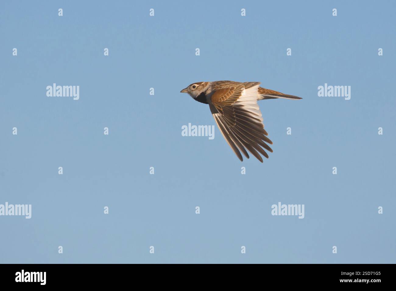 Mongolian lark (Melanocorypha mongolica), in flight, Mongolia Stock ...