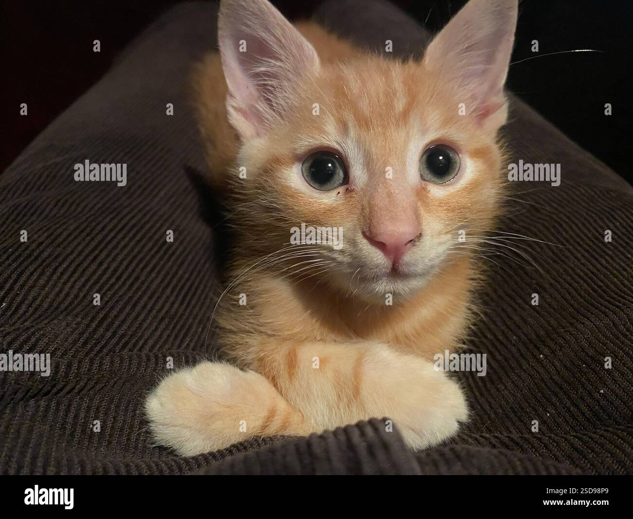 Ginger Tabby Cat Stock Photo