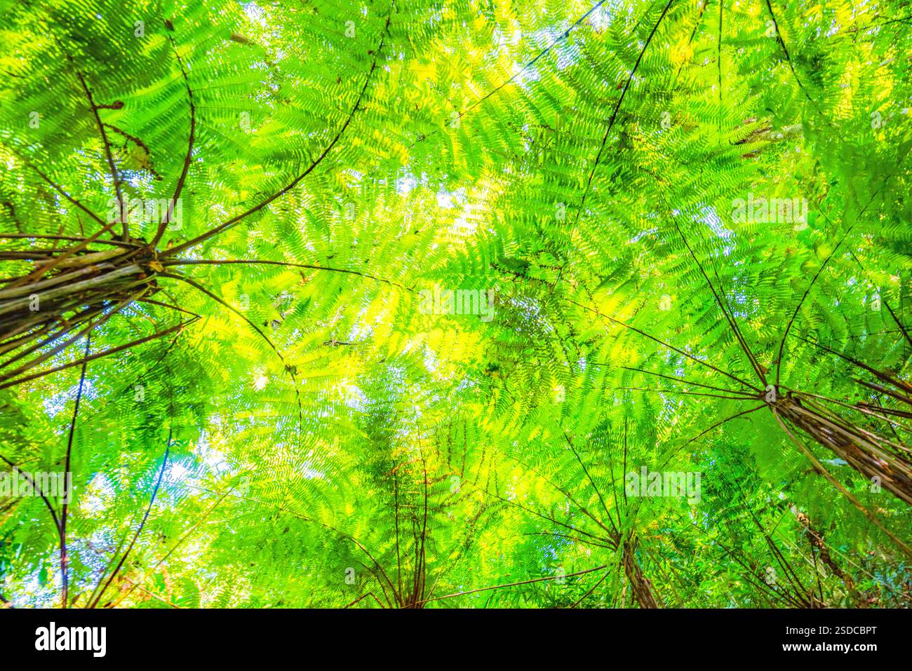 Sunlight Filtering Through Lush Green Tropical Forest Canopy Stock ...