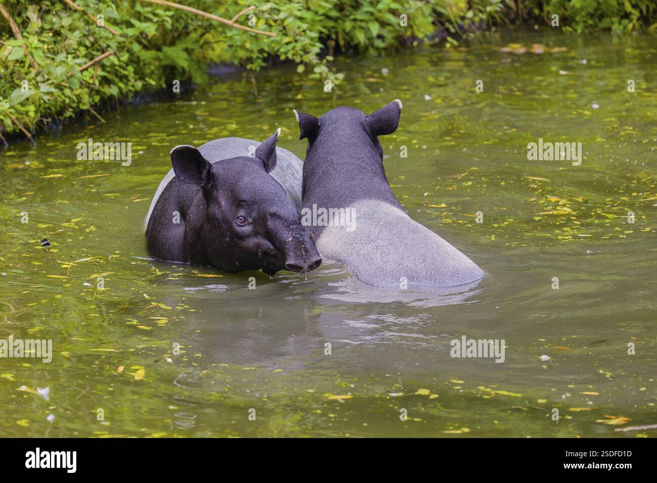 Two Malayan tapir (Acrocodia indica), one male and one female meet in ...
