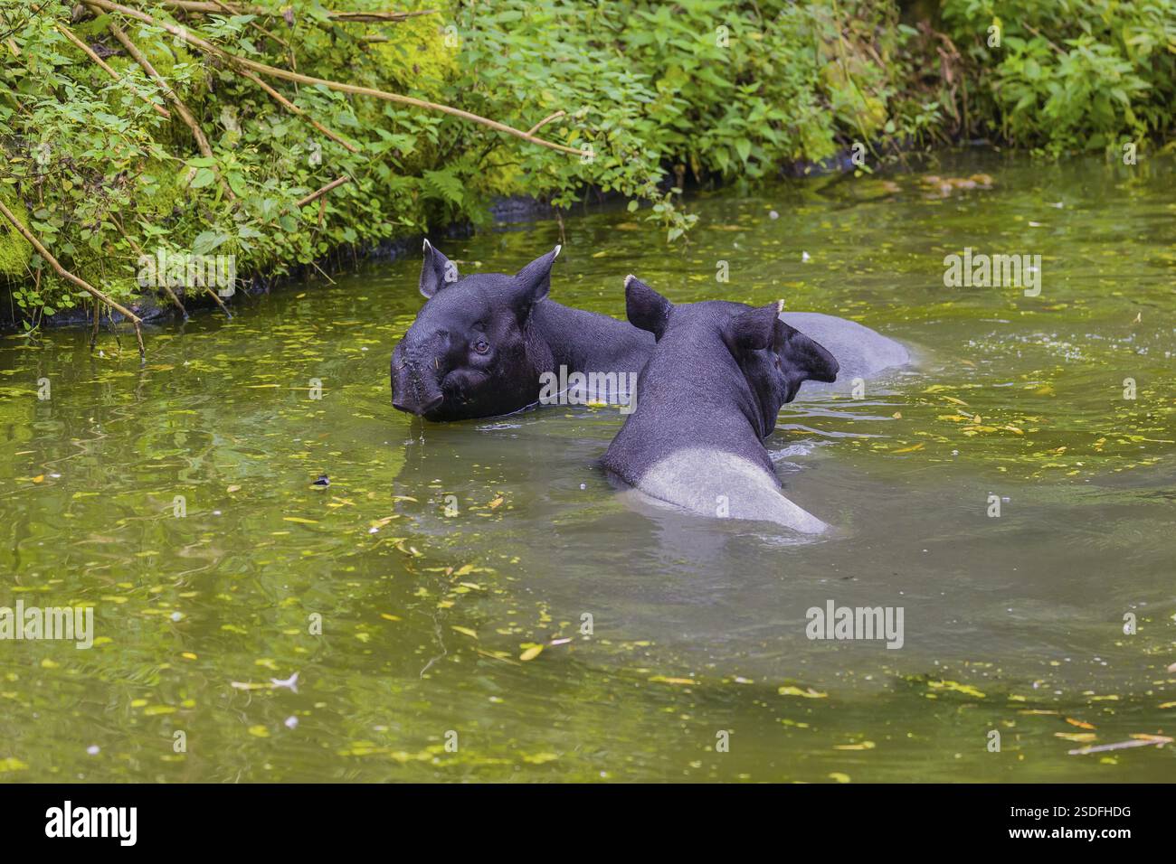 Two Malayan tapir (Acrocodia indica), one male and one female meet in ...