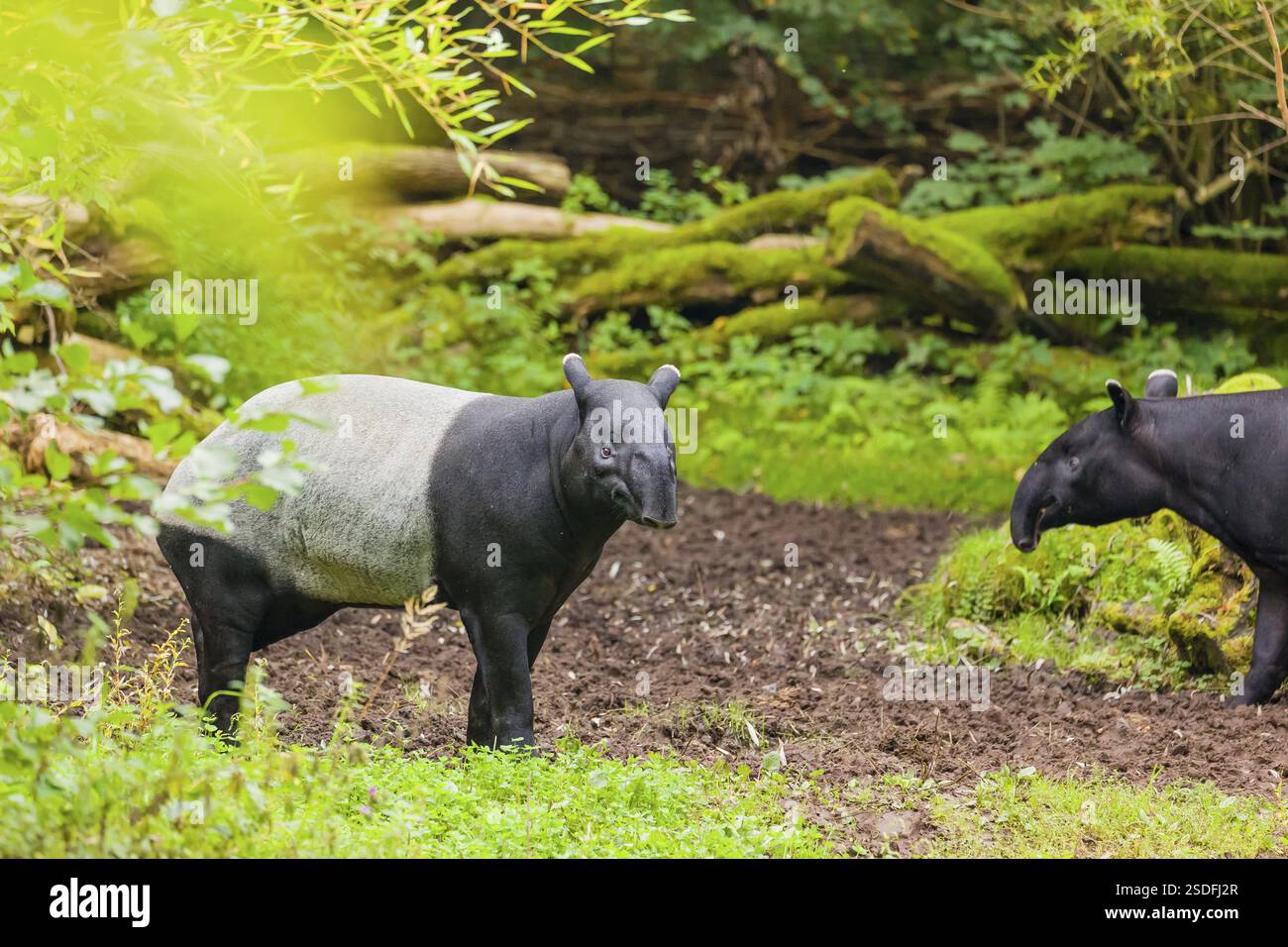Two Malayan tapir (Acrocodia indica), one male and one female meet in a ...