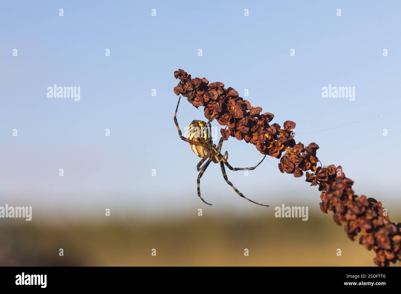 One Argiope bruennichi (wasp spider)sitting on a dry reddish plant Stock Photo