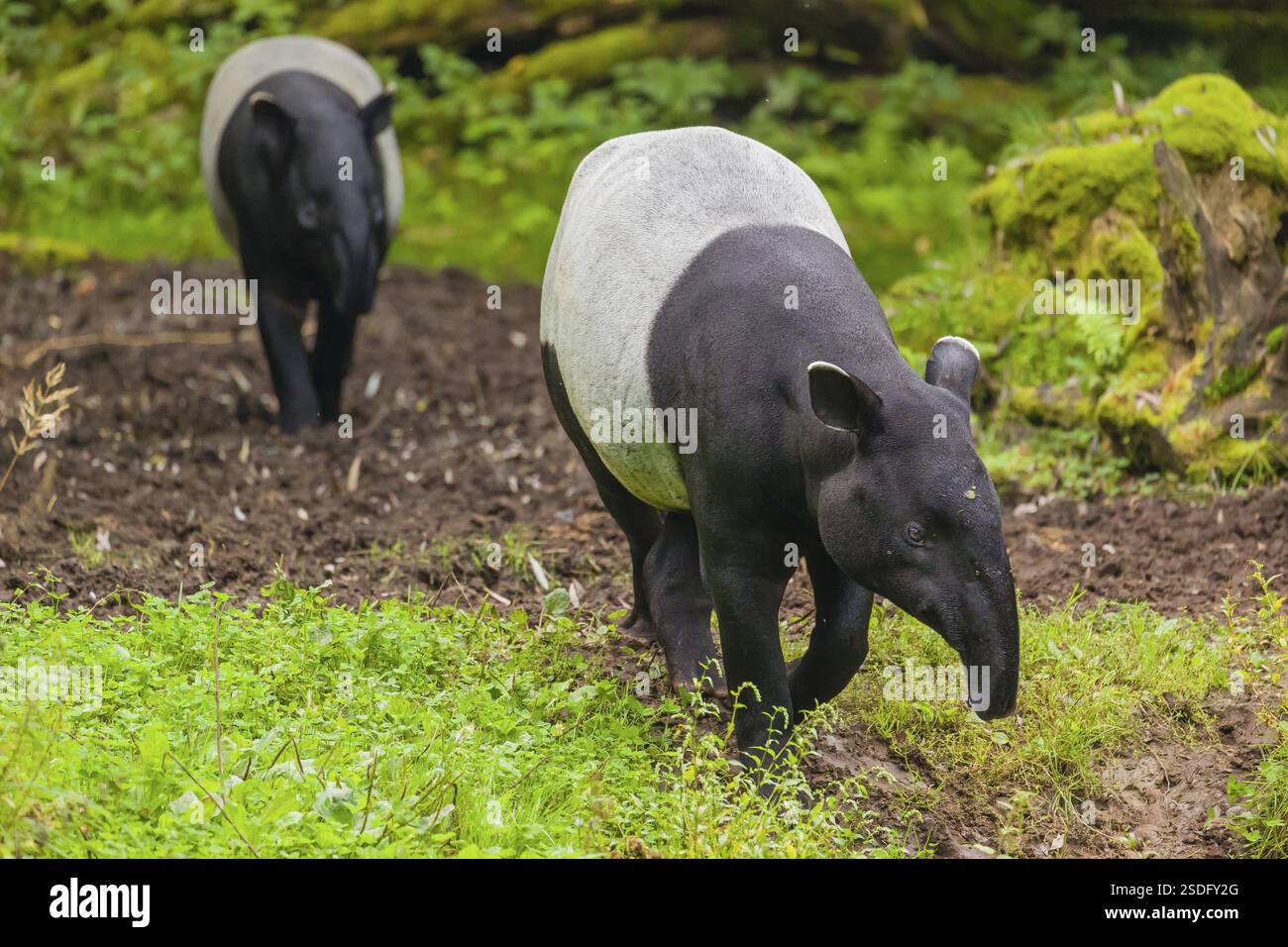 Two Malayan tapir (Acrocodia indica), one male and one female walk ...