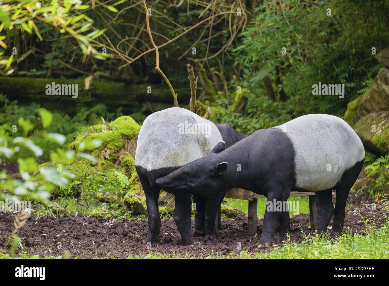 Two Malayan tapir (Acrocodia indica), one male and one female meet in a ...