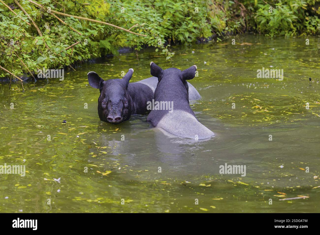 Two Malayan tapir (Acrocodia indica), one male and one female meet in ...