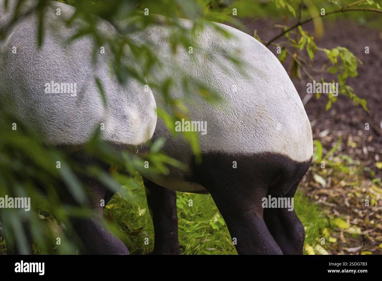 Two Malayan tapir (Acrocodia indica), one male and one female meet in a ...