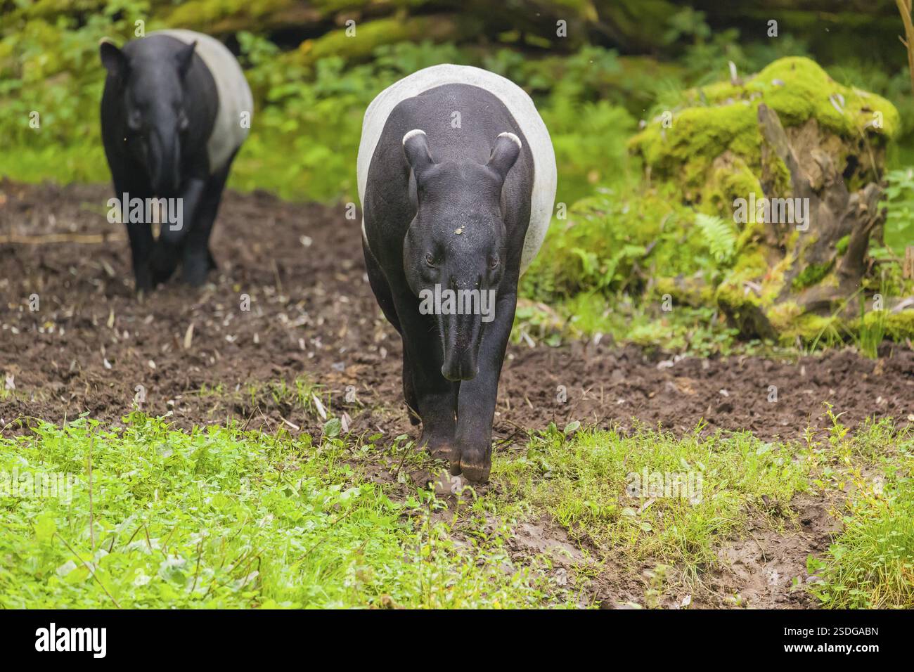 Two Malayan tapir (Acrocodia indica), one male and one female walk ...