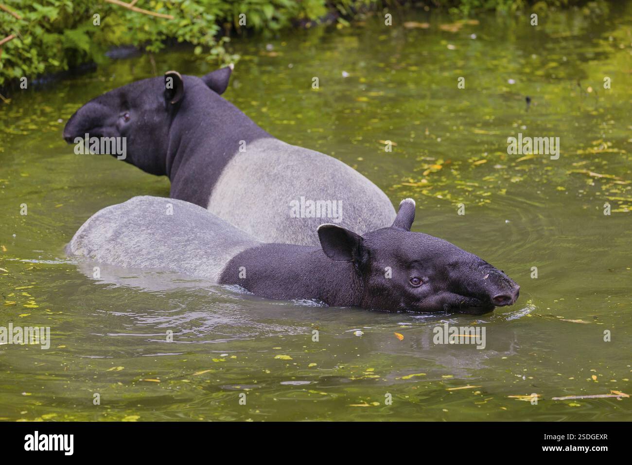 Two Malayan tapir (Acrocodia indica), one male and one female meet in ...
