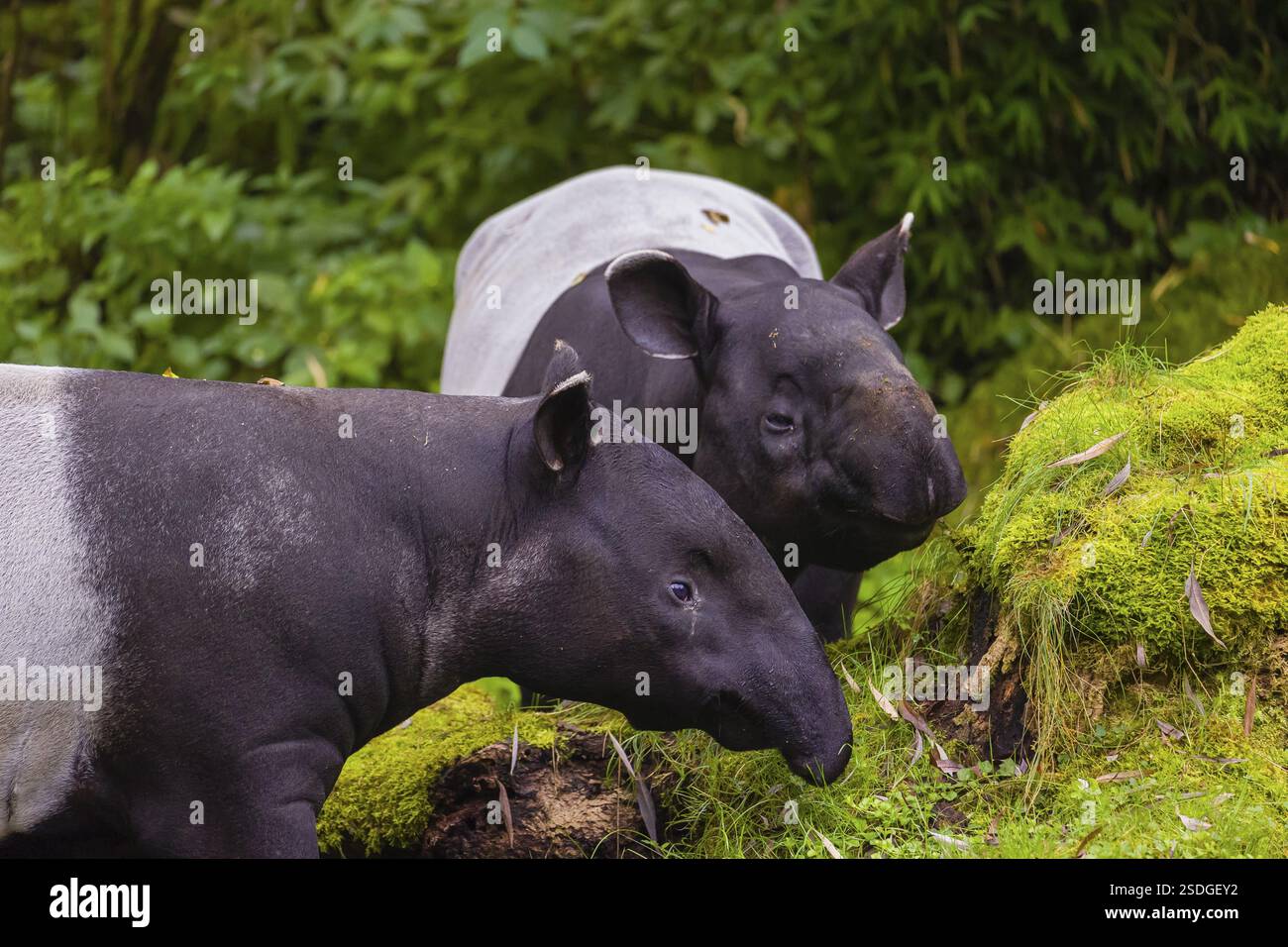 Two Malayan tapir (Acrocodia indica), one male and one female meet in a ...