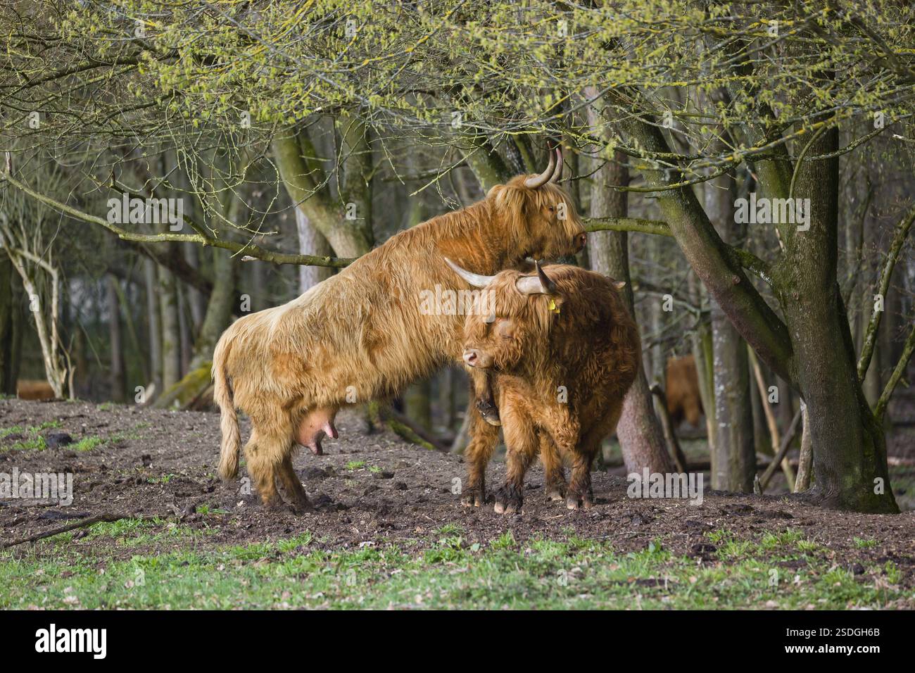 A Highland Cow (Bos (primigenius) in heat mounts a bull Stock Photo - Alamy