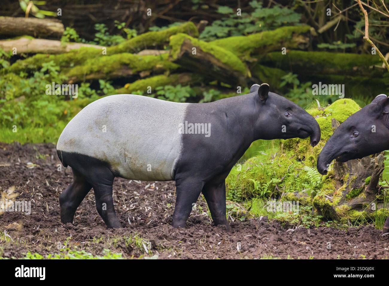 Two Malayan tapir (Acrocodia indica), one male and one female meet in a ...