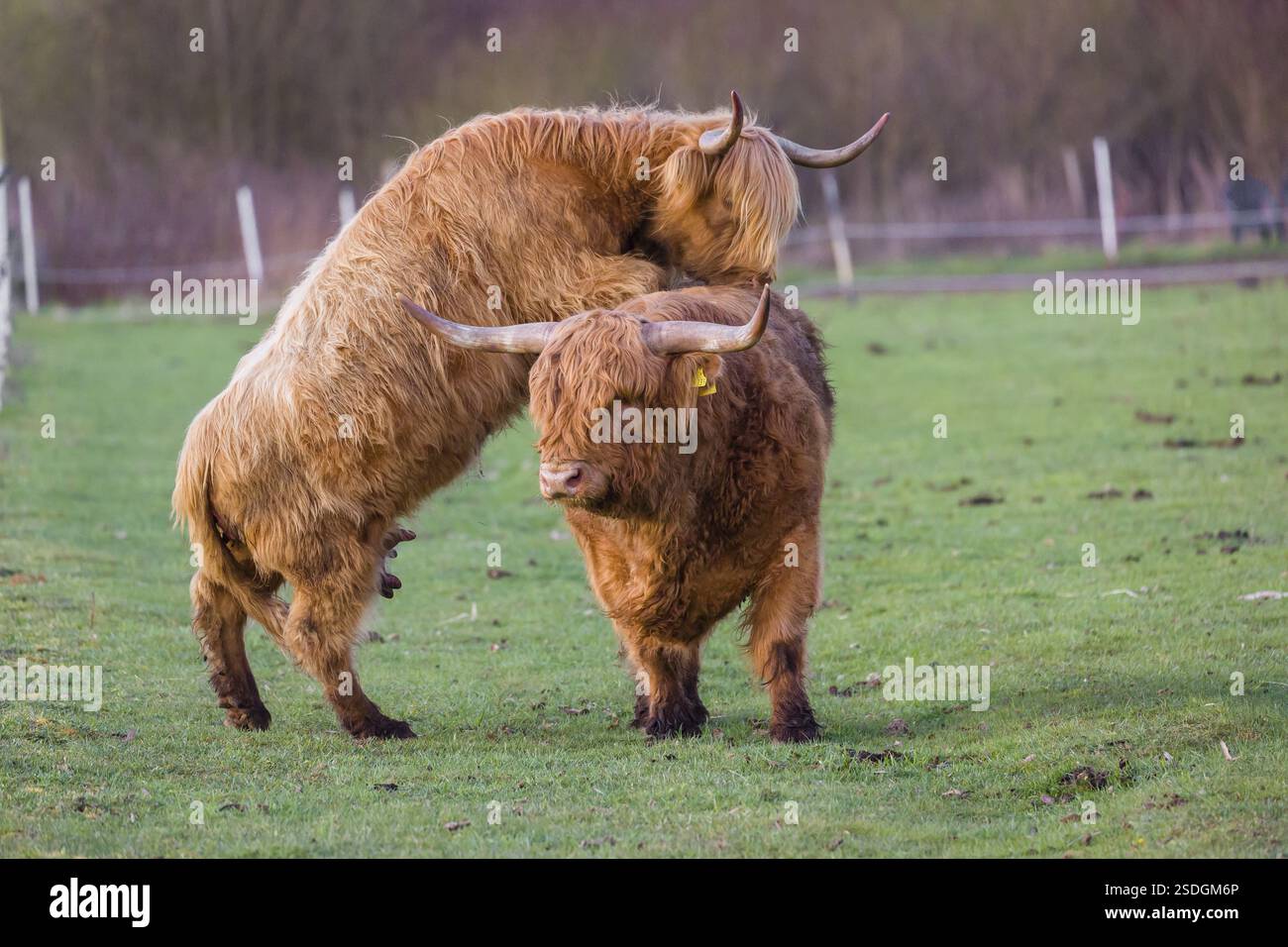 A Highland Cow (Bos (primigenius) in heat mounts a bull Stock Photo - Alamy