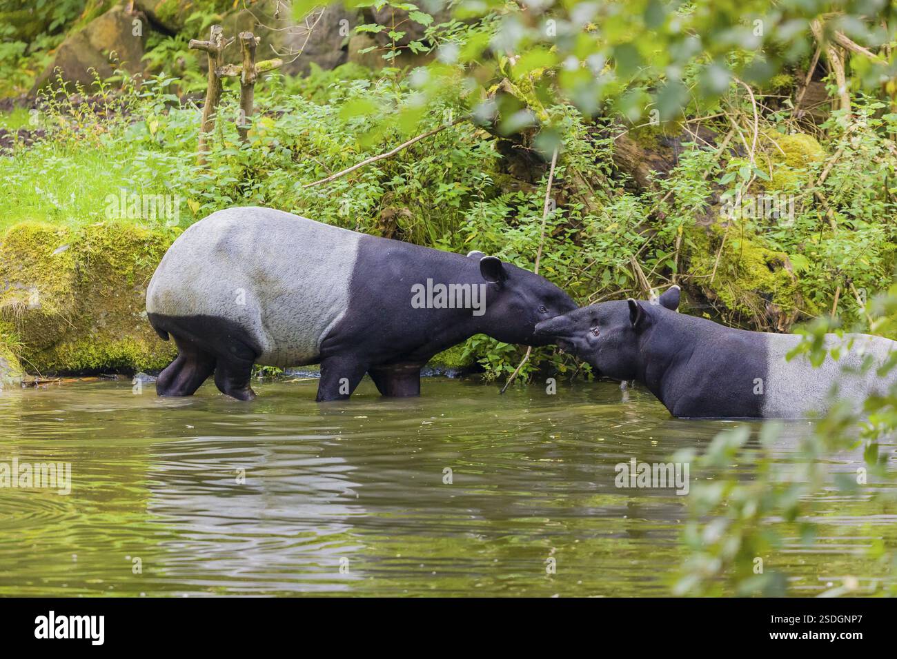 Two Malayan tapir (Acrocodia indica), one male and one female meet in ...