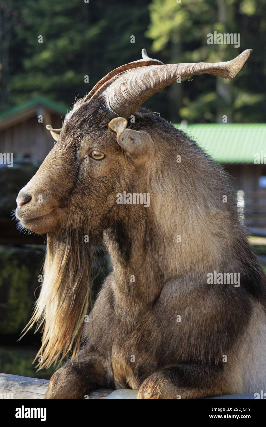 Goat head portrait looking left Stock Photo - Alamy