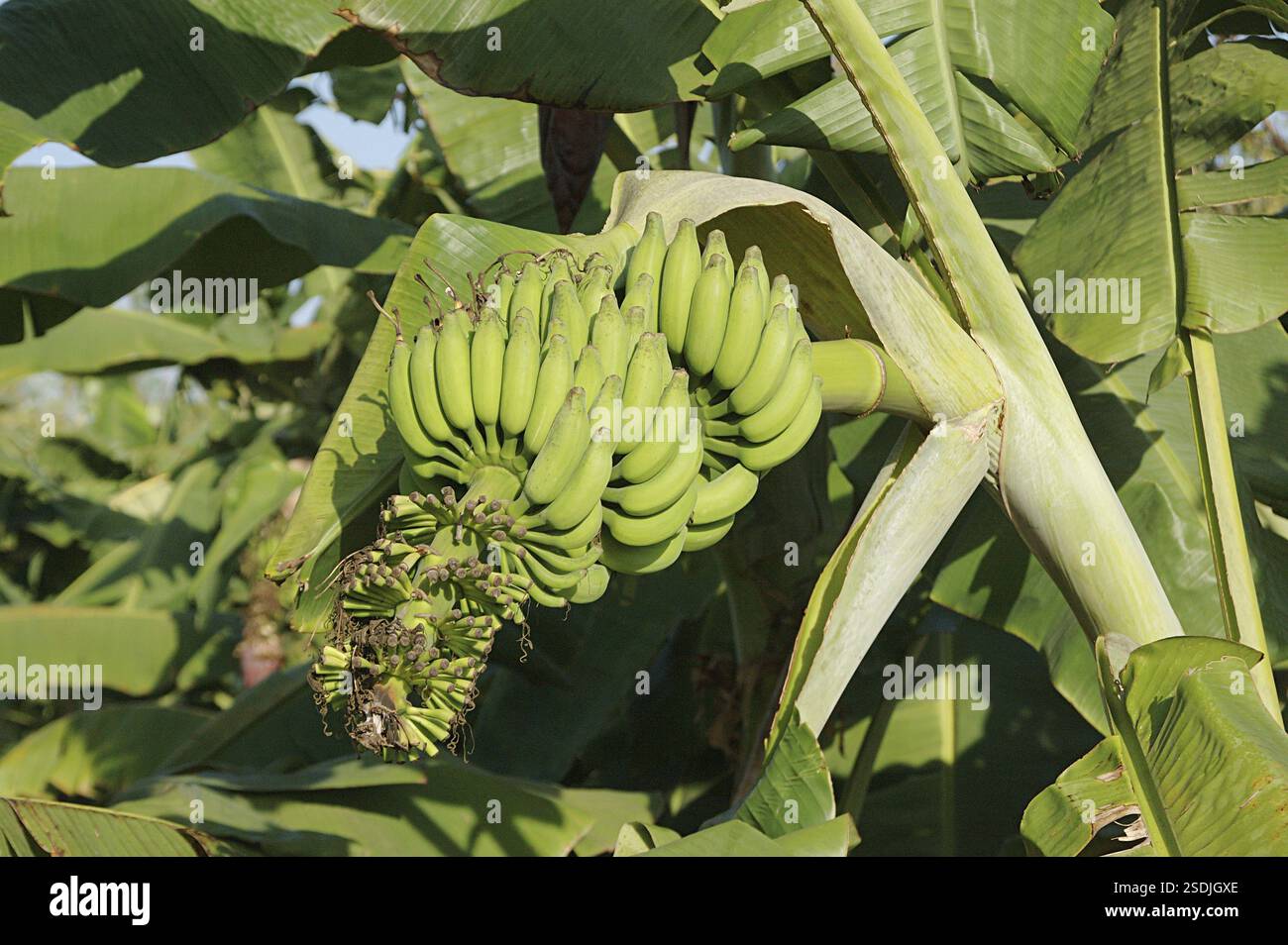 English Name Banana Botanical Name Musa paradisiaca, M balbisiama, M ...