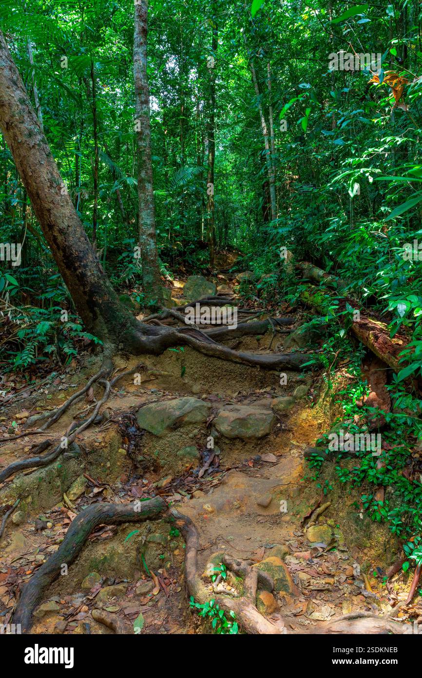the-path-in-the-tropical-jungles-of-south-east-asia-thailand-koh-chang