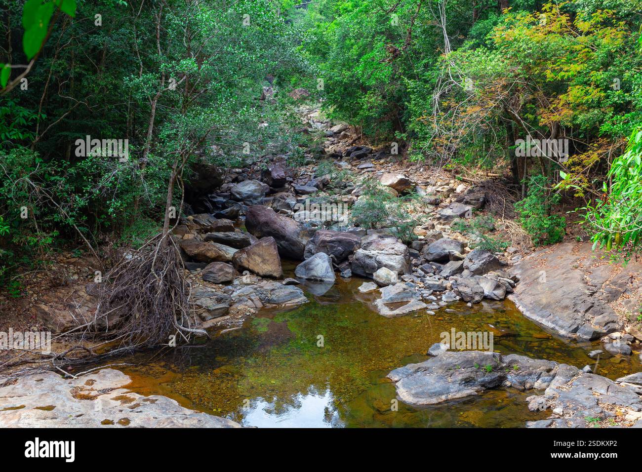 Dense tropical rainforest koh chang hi-res stock photography and images ...