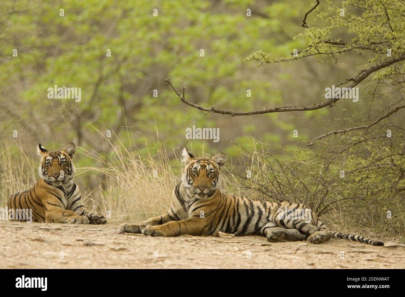 Tigers Panthera Tigris Bengal Tiger In Ranthambore Tiger Reserve Tigers Panthera Tigris Bengal Tiger In Ranthambore Tiger Reserve
