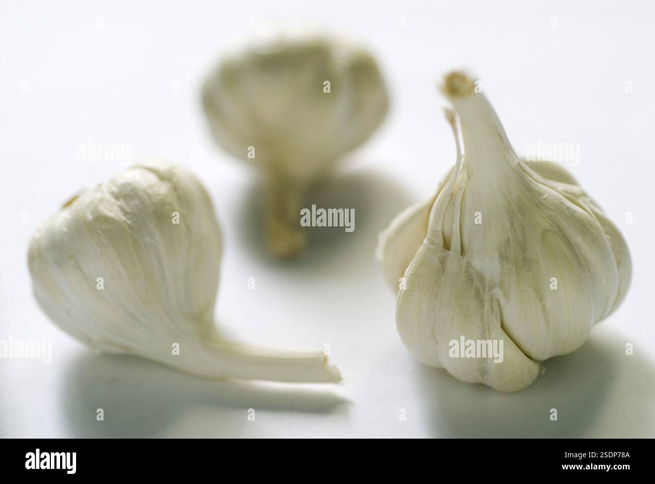 Three Garlic bulbs white on white background spice Stock Photo
