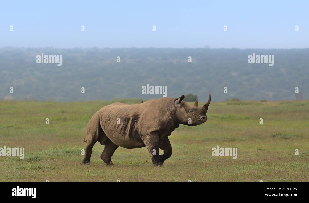 side view of lone black rhino calf trotting in the wild savannah of ...