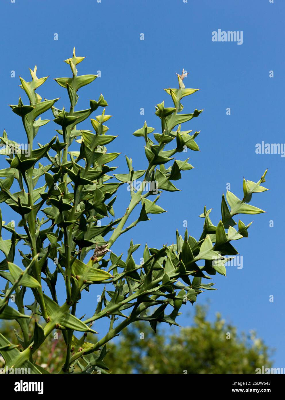 Green shrub against a blue sky Stock Photo