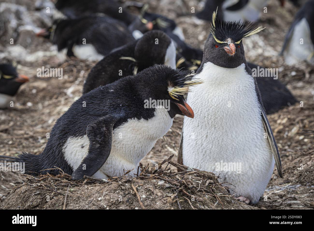 Rockhopper Penguins Eudyptes Chrysocome Breeding Pair At The Nest rockhopper-penguins-eudyptes-chrysocome-breeding-pair-at-the-nest