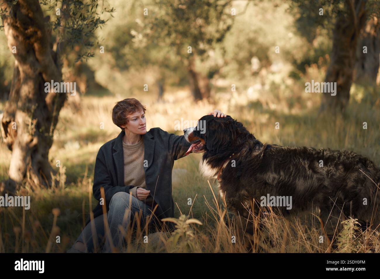 A woman sits with her Bernese Mountain Dog in a grassy area, enjoying the peaceful surroundings. Stock Photo