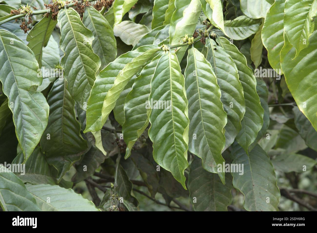 chinese tree plant Buy Best Indoor China Doll Tree (1.5m)
