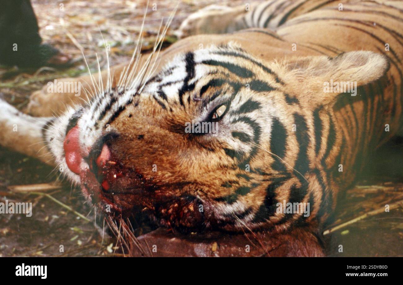 Tiger Panthera tigris run down by train, Dara wildlife sanctuary, Kota ...