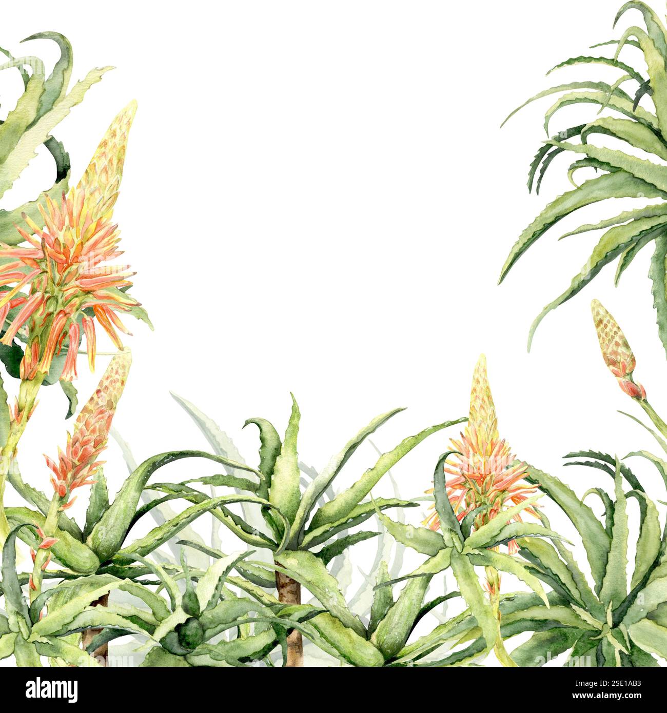 Watercolor tropical plants border hi-res stock photography and images ...